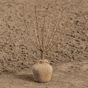 Callistemon