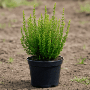 Calluna