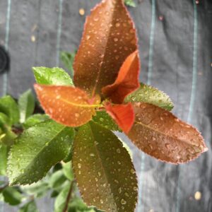 Photinia