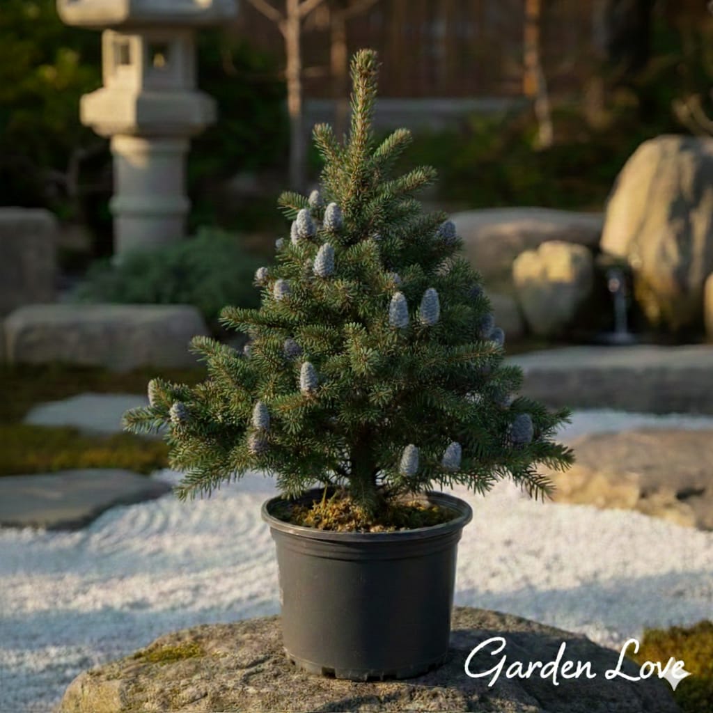 Brad corean la ghiveci gl