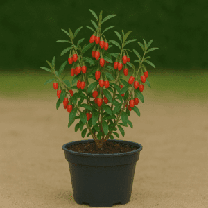 Goji la ghiveci
