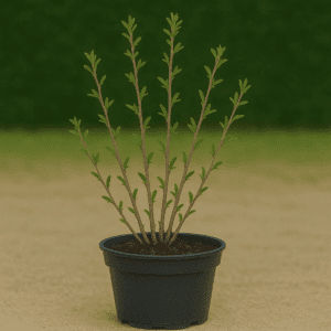 Goji la ghiveci