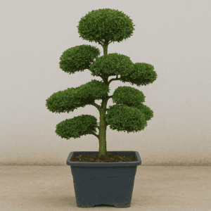 Ilex Crenata Bonsai
