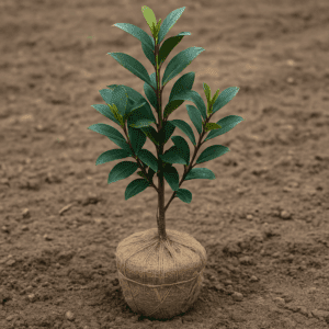Osmanthus
