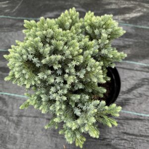 Ienupar- Juniperus Blue Star