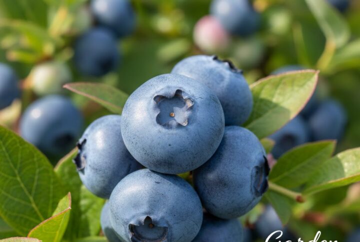 Afin de cultura chandler, la ghiveci. fructe mari si coapte pe o crenguta