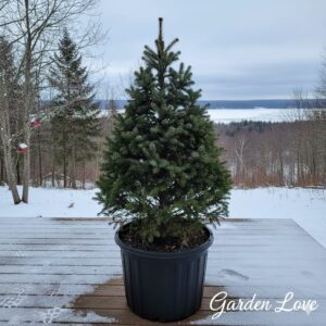 brad fraseri, in ghieci pe terasa cu zapada a unei case. Brad fraseri garden love