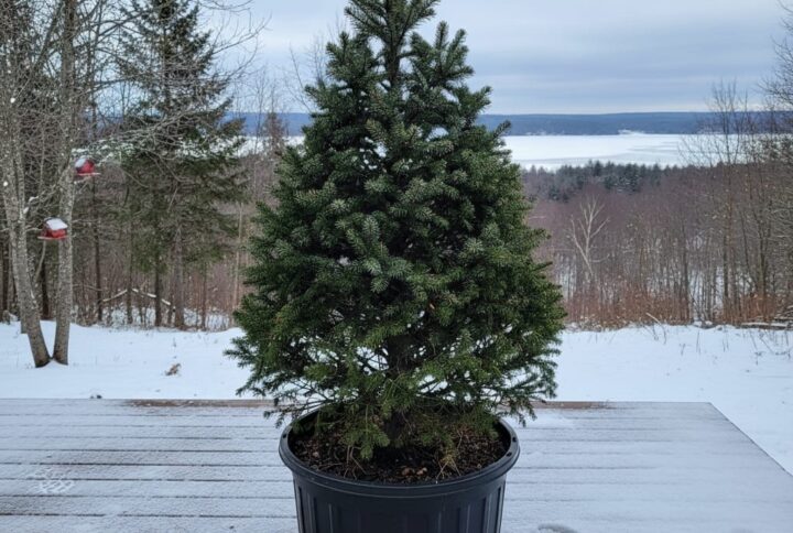 brad fraseri, in ghieci pe terasa cu zapada a unei case. Brad fraseri garden love