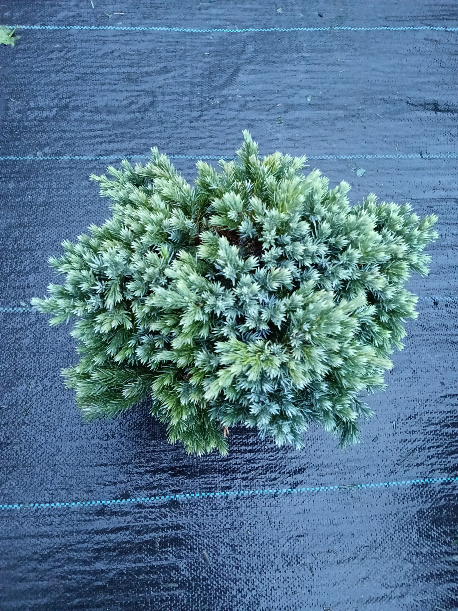 juniperus blue star 2