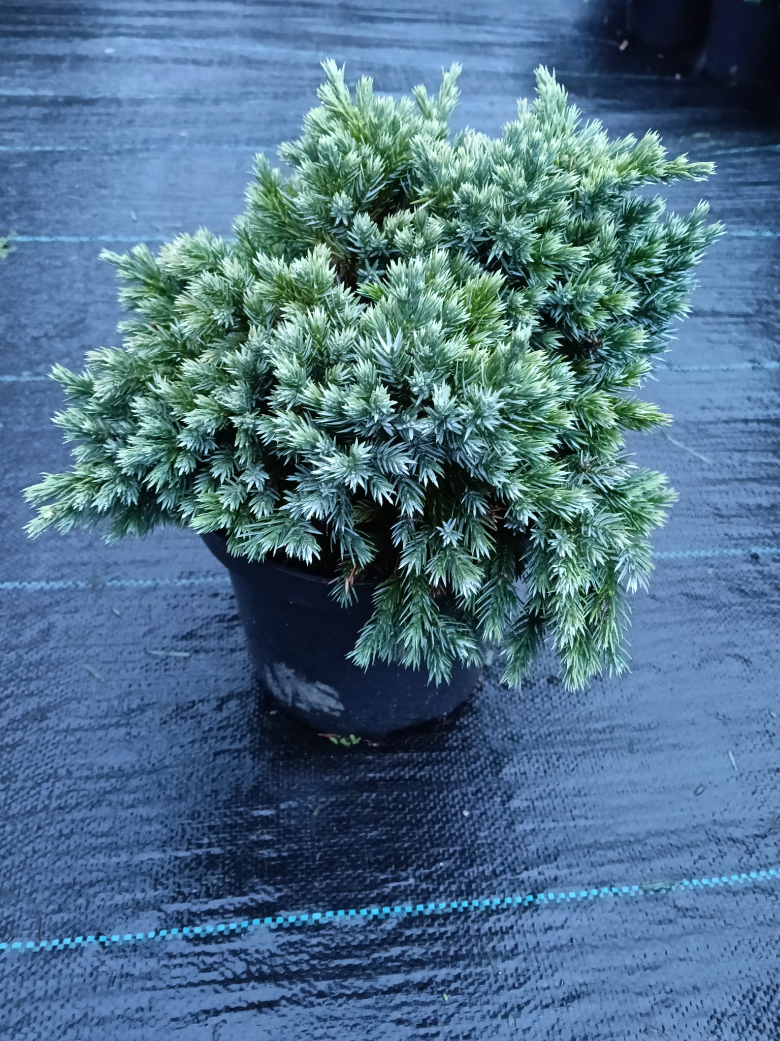 juniperus blue star