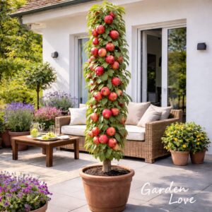 Mar columnar la ghiveci, soiul Sensation, cu mere rosii. De la garden Love. Cu fructe coapte pe terasa sau balconul unei case, inconjurat de flori