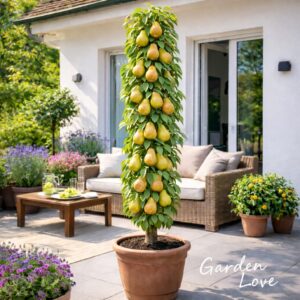 Par columnar la ghiveci, de la garden love, cu fructe dulci si suculente, pe o terasa cu multe flori