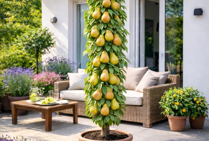 Par columnar la ghiveci, de la garden love, cu fructe dulci si suculente, pe o terasa cu multe flori