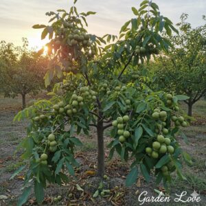 Nuc la maturitate, in livada Garden Love, cu fructe proaspete