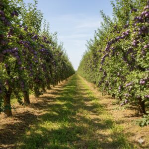 Livada Garden Love, cu pruni Renclod Altan.