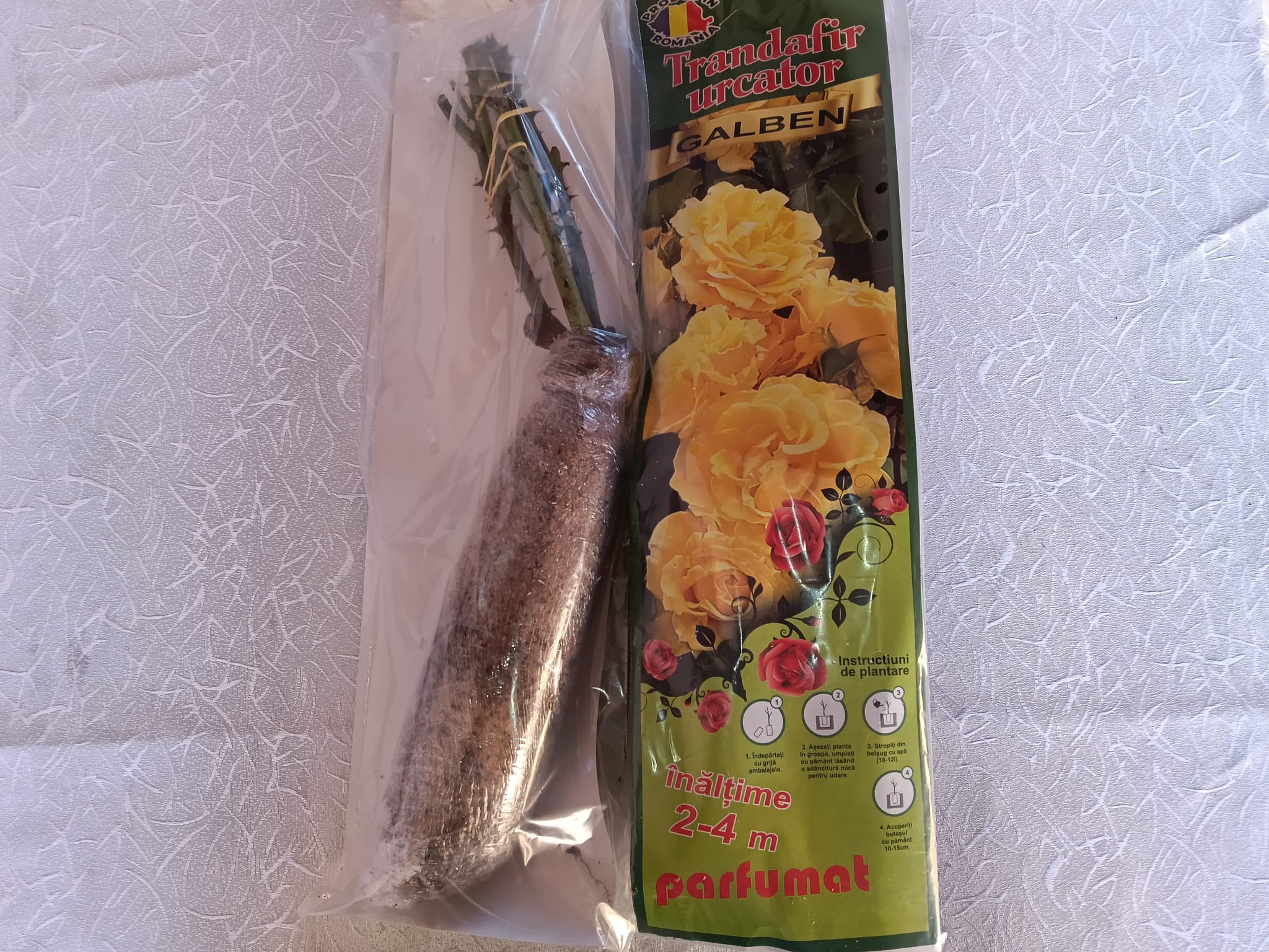 trandafir catarator galben r