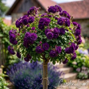 Trandafir pomisor mov, inflorit in culori vibrante in gradina garden love