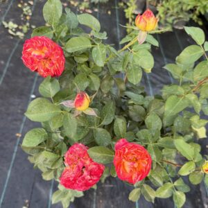 Trandafir catarator galben-rosu