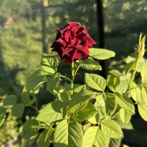 Trandafir pomisor hocus-pocus rosu inchis