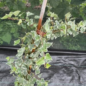 Iedera verde cu alb