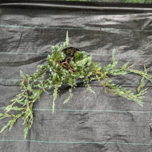 Ienupar- Juniperus Horizontalis Glauca