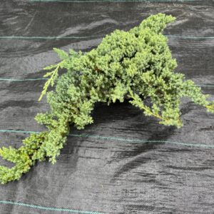 Ienupar Tarator Decorativ- Juniperus Horizontalis