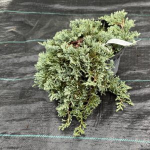 Ienupăr Horizontalis Glauca