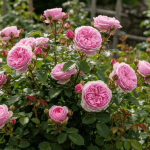 Trandafir David Austin Tufă Roz cu flori mari, catifelate și parfum intens, ideal pentru grădini și aranjamente florale