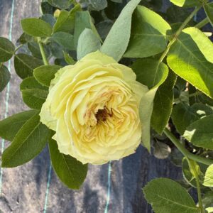 Trandafir ' David Austin' Tufa, Verde Lemon