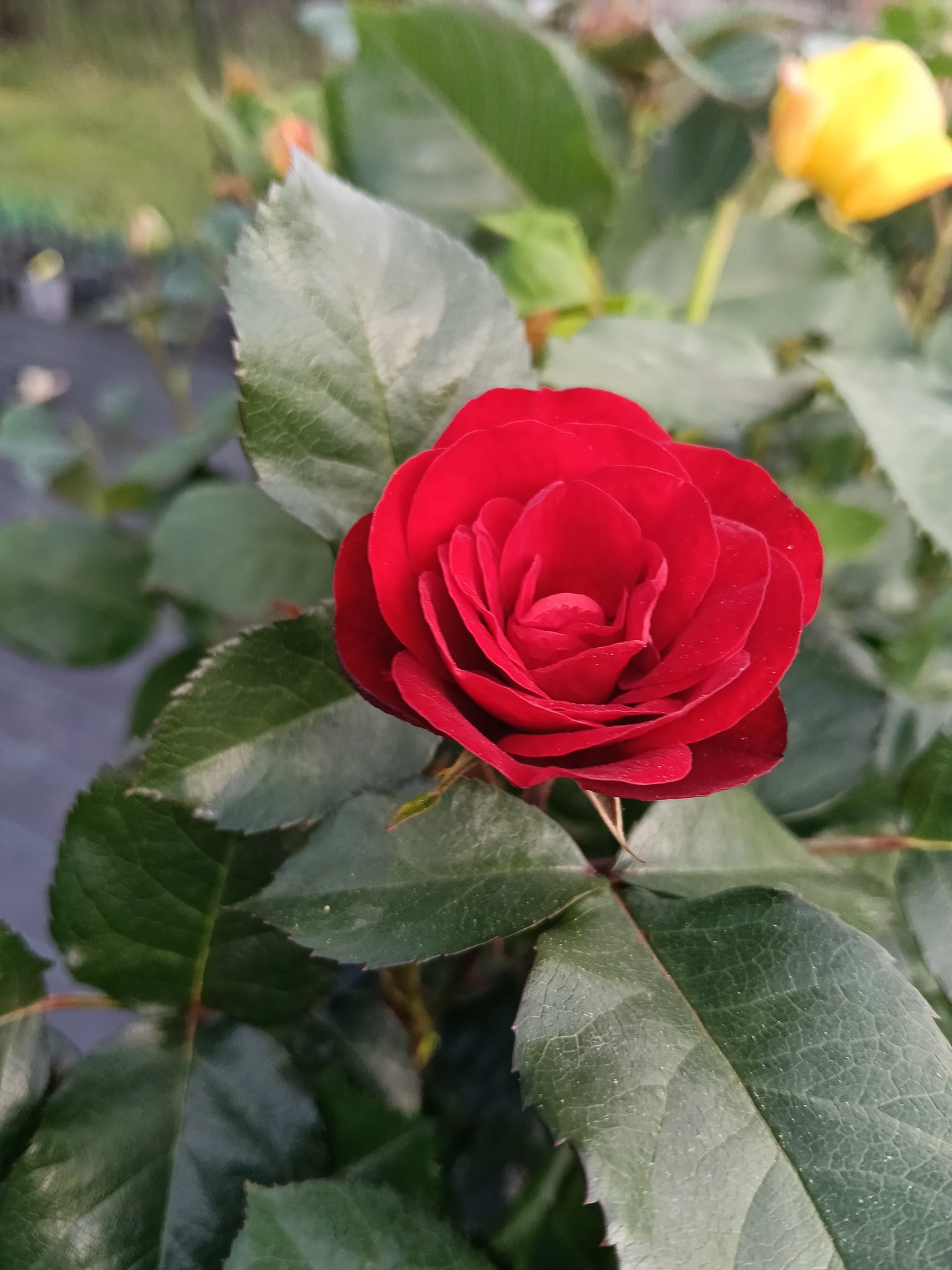 floare trandafir rosu