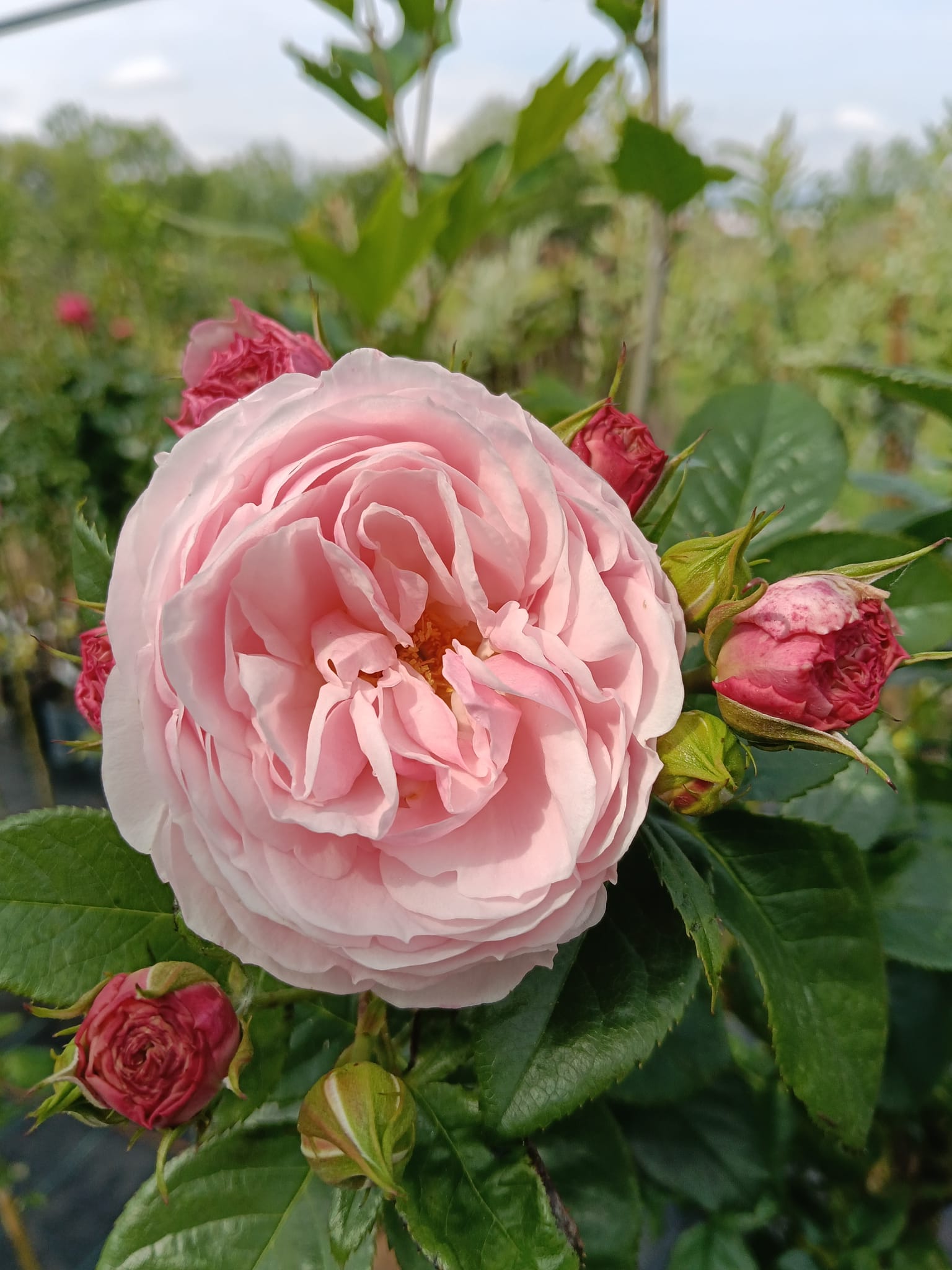 floare trandafir roz