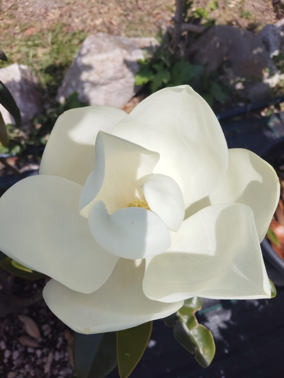 magnoilia grandiflora floare