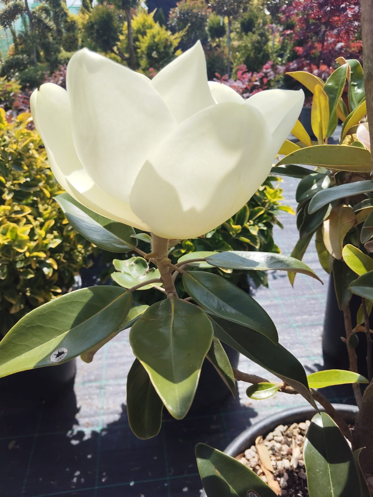 magnolia grandiflora inflorita