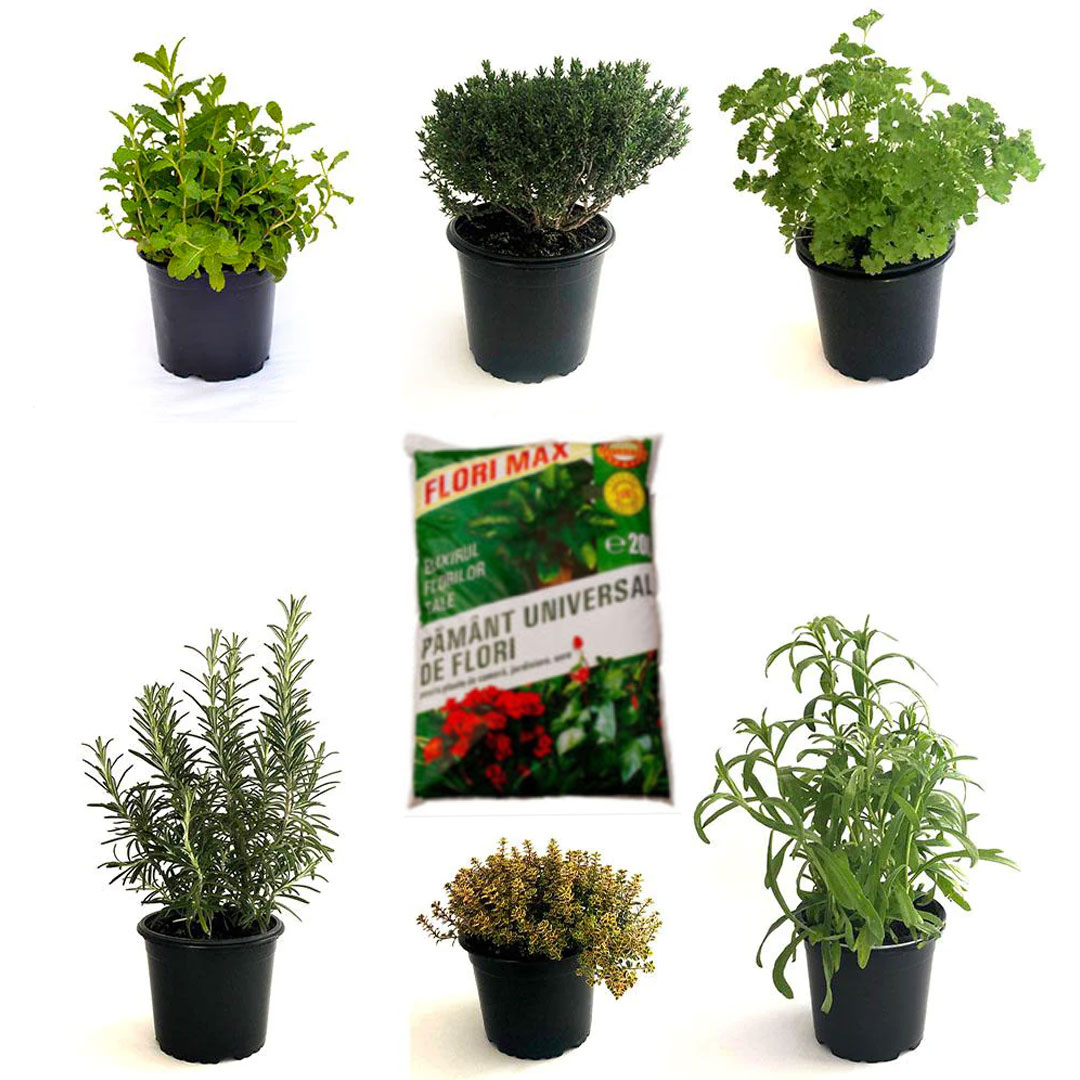 Plante la ghiveci vs plante cu rădăcină împachetată – comparație vizuală