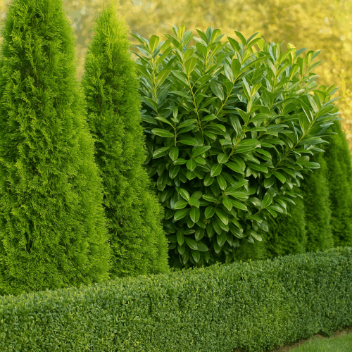 Plante pentru gard viu mereu verde – intimitate naturală tot anul!