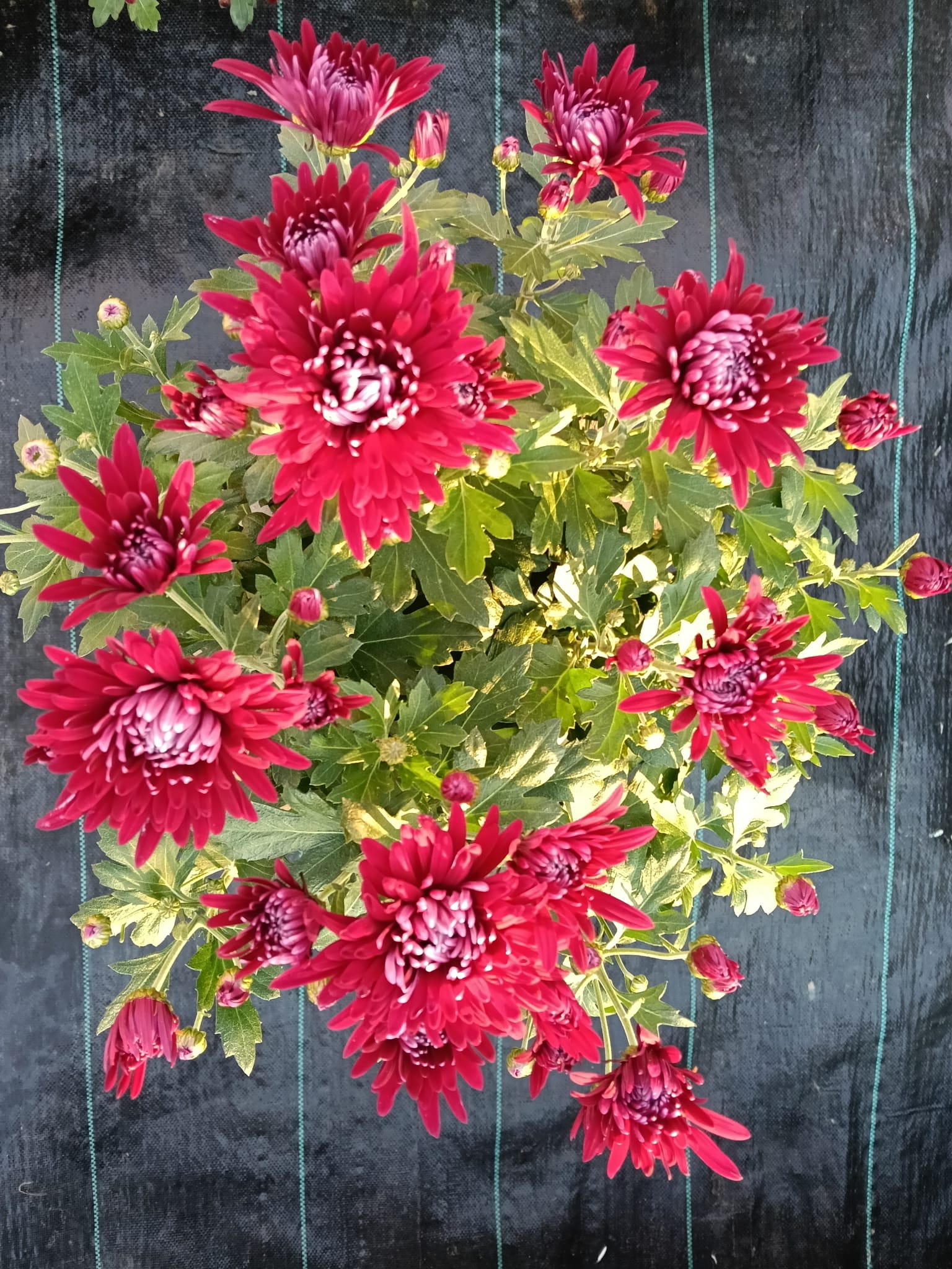 ROZ ROSU FLOARE MARE