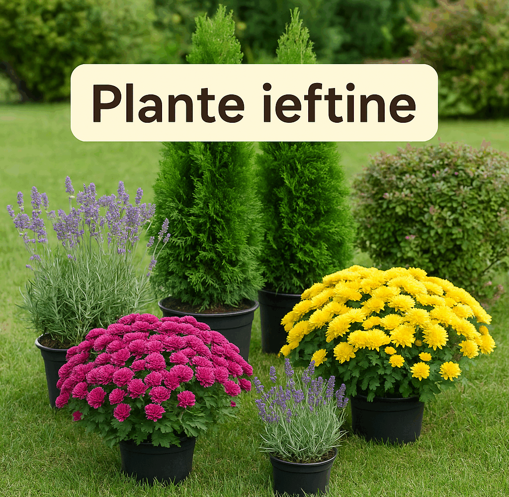 plante ieftine – crizanteme, tuia și lavandă în curte amenajată