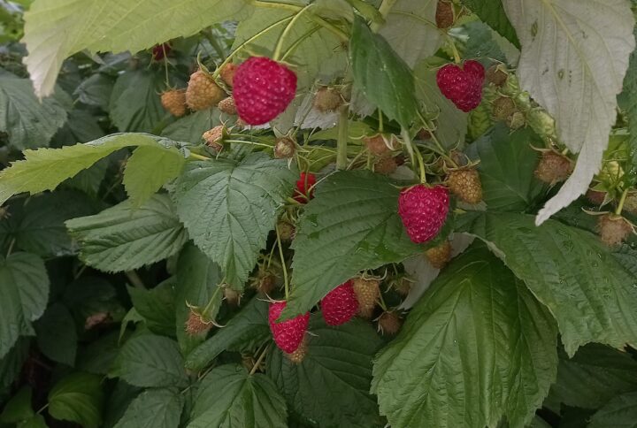 zmeura Polka soi remontant, fructe roșii dulci și rezistente – GardenLove