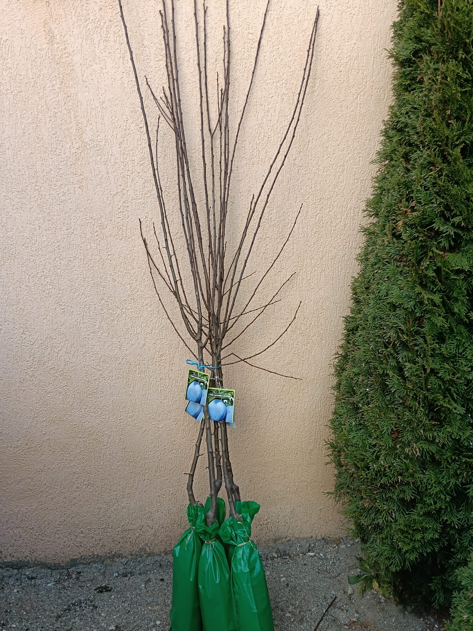 CACANSKA LEPOTICA REAL