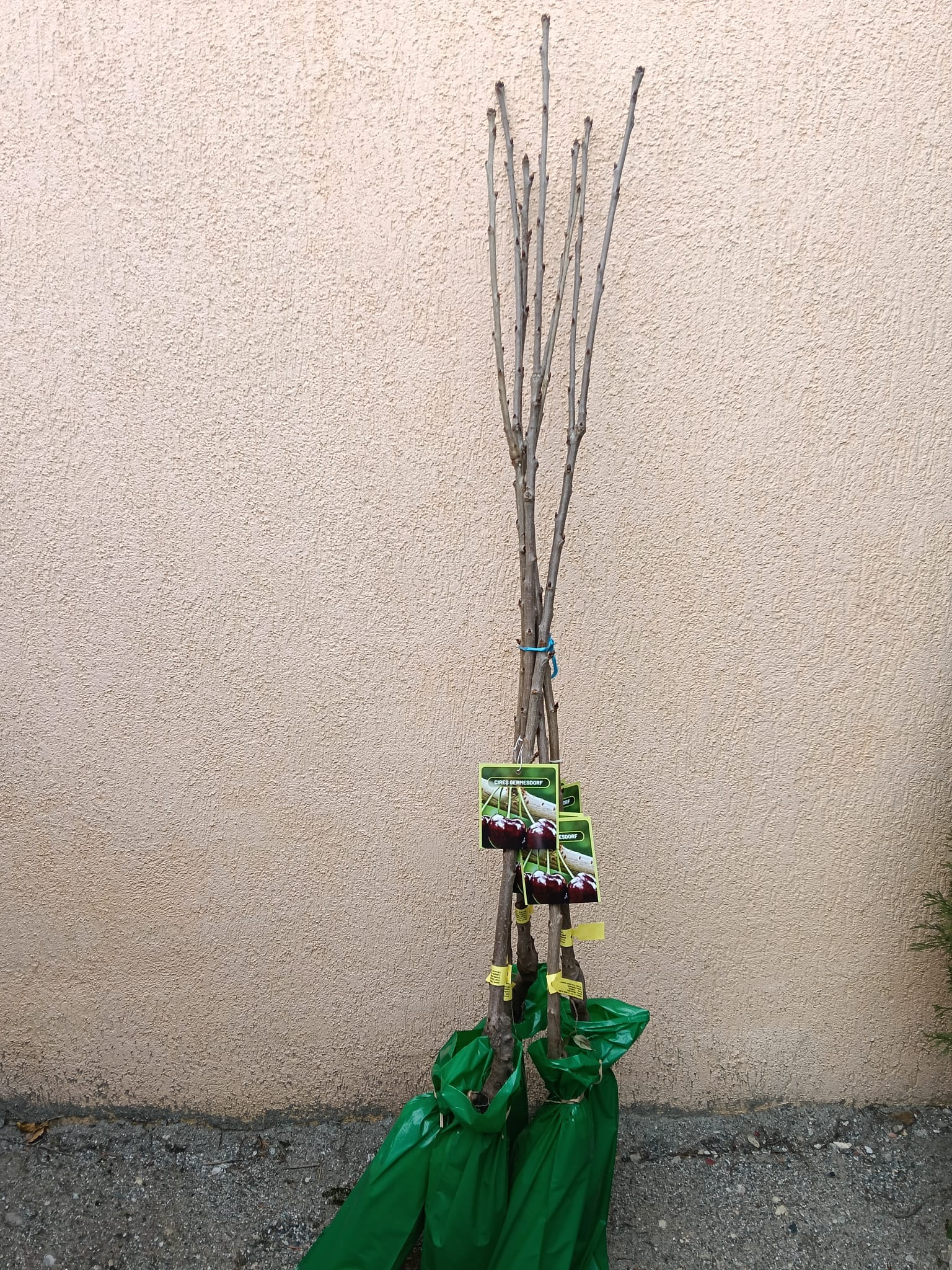 CIRES GERMENDORF REAL