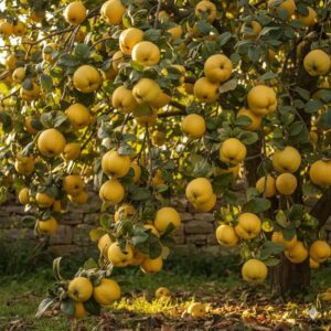 Gutui Bereczki Rădăcină Împachetată