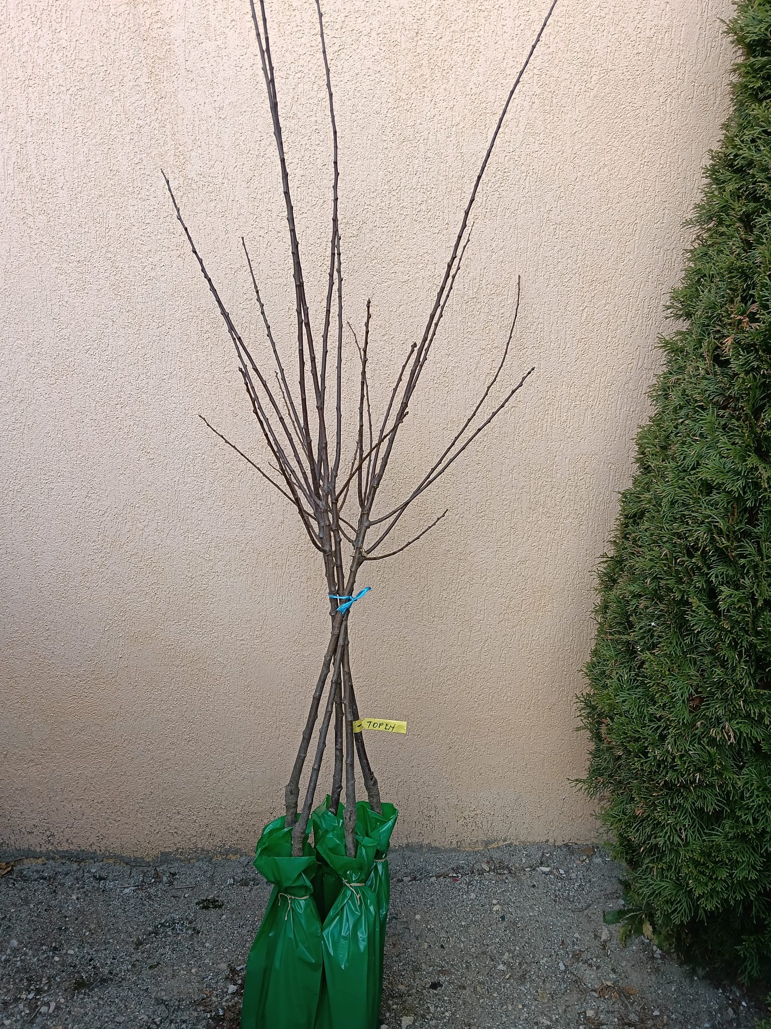 PRUN TOPEND PLUS REAL