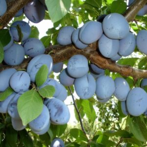 prun Record rădăcină împachetată – fructe mari galben-aurii, coacere sfârșit de vară