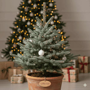 Brad pentru Crăciun Blue Spruce (Molid Argintiu) pus în ghiveci, cu ace de culoare verde-albăstruie, înconjurat de cadouri festive.