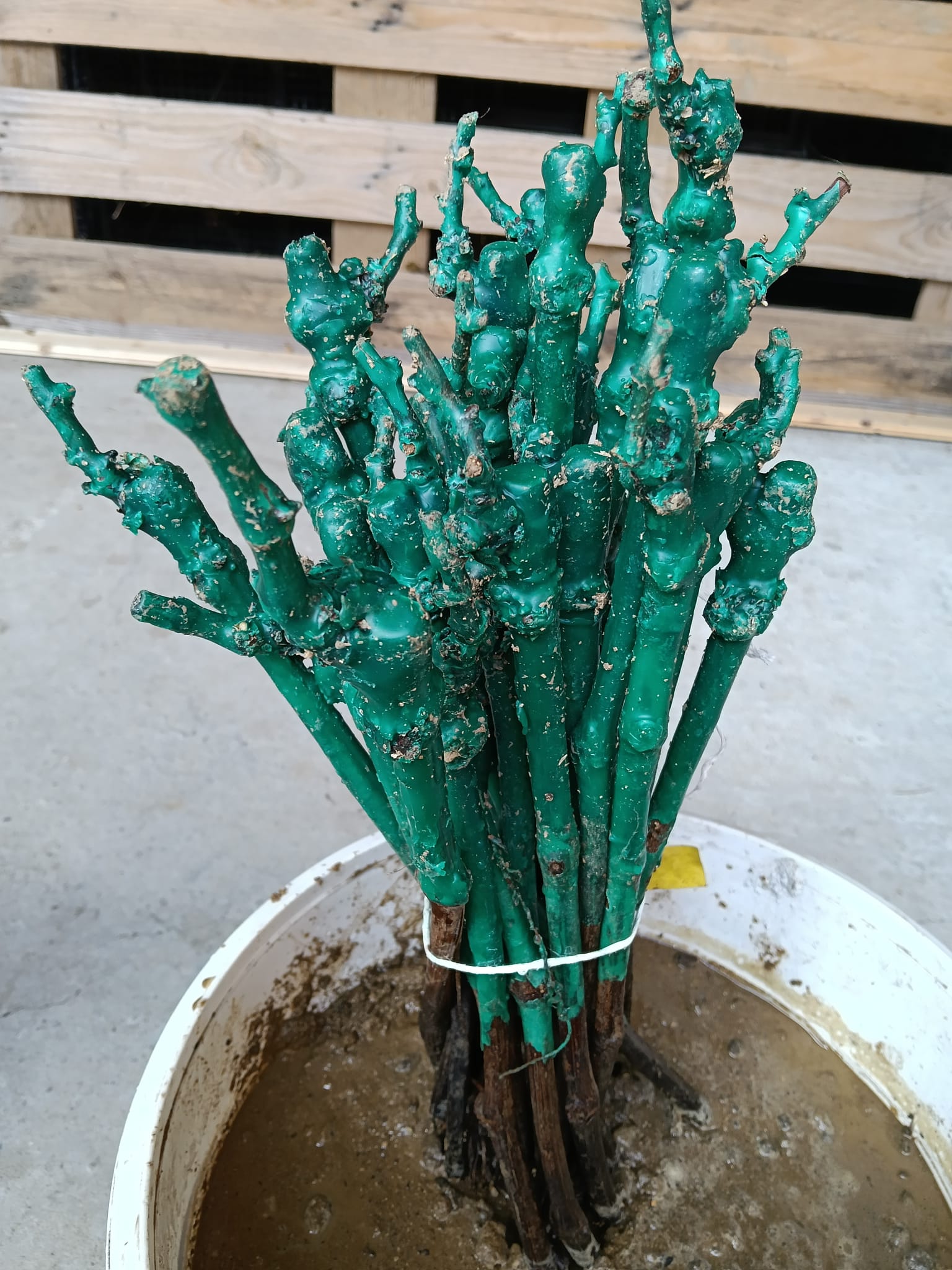 vita de vie codrianca r