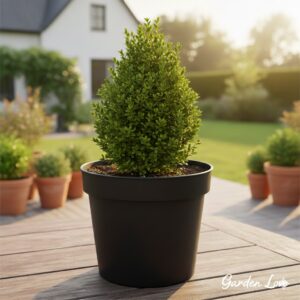 Buxus la ghiveci de la Garden Love. Pe o terasa a unei case