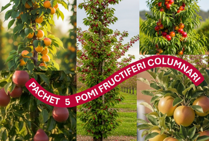Mix 5 pomi fructiferi columnari, cu fructe proaspete in gradina Garden love. mixul contine mar, par, cires, cais si nectarin