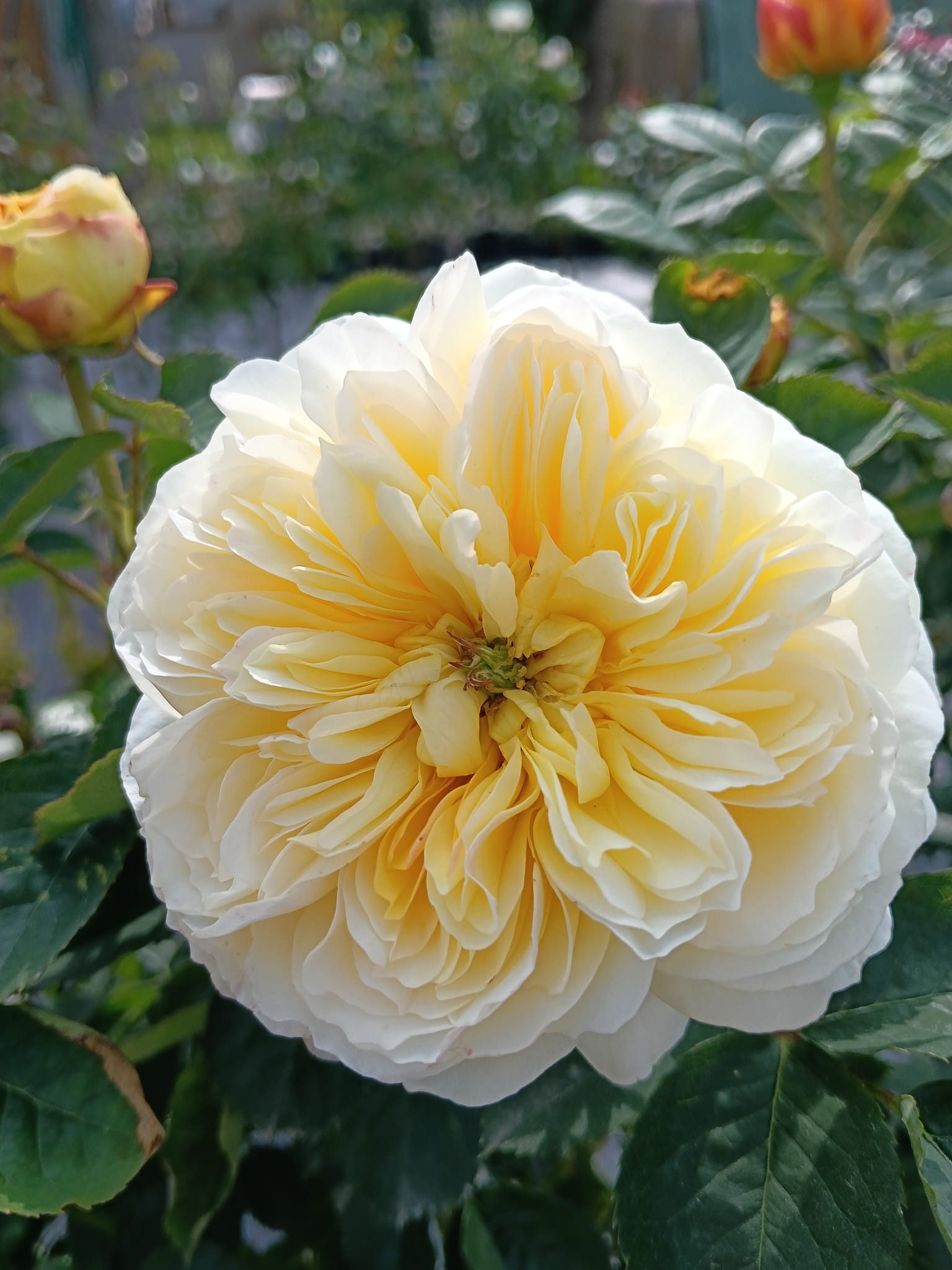 floare trandafir alb david austin