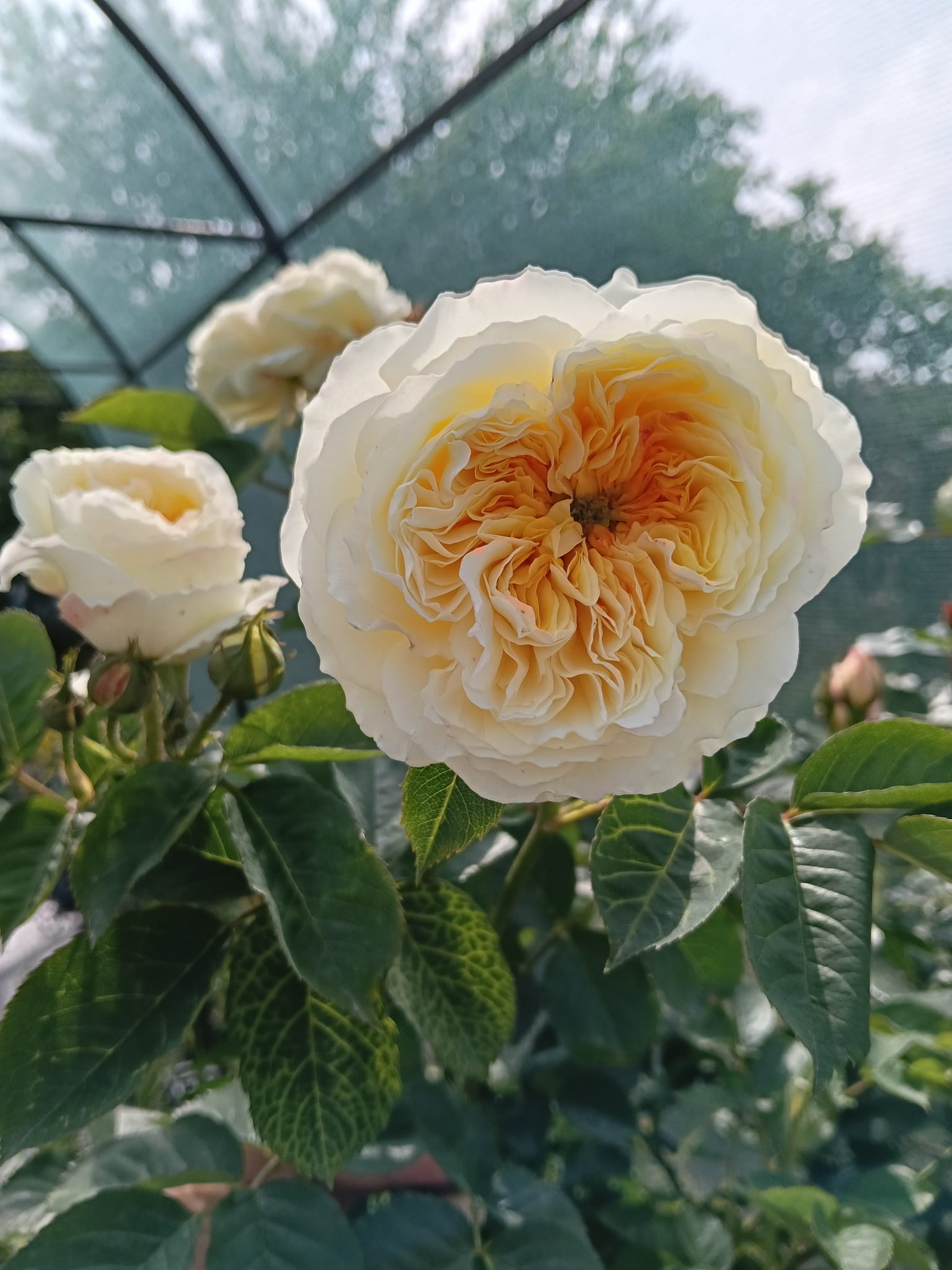 floare trandafir alb davis austin