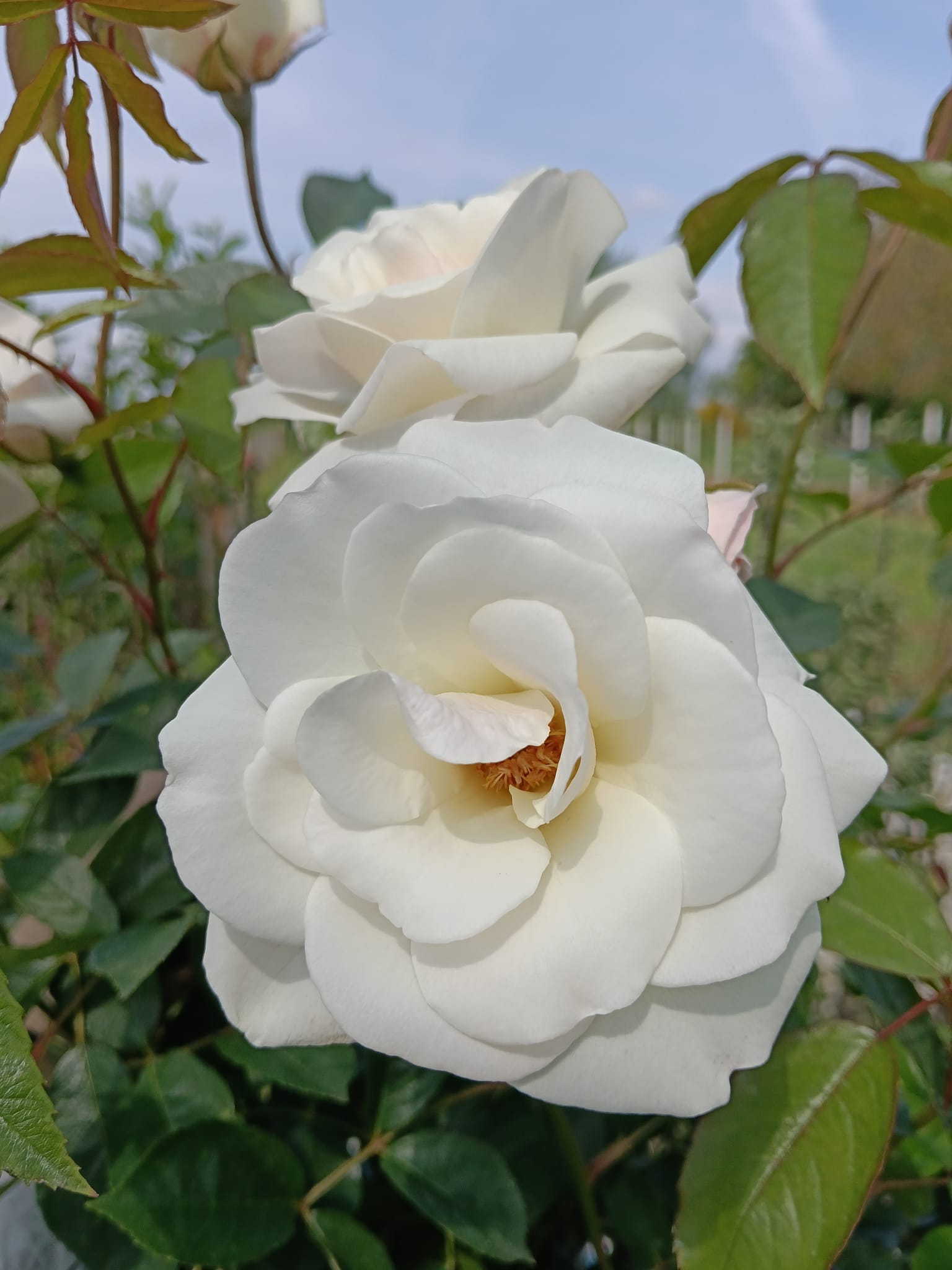 floare trandafir alb